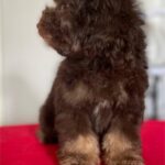 Ignata-female-Toy-Poodle-puppy-for-sale-1