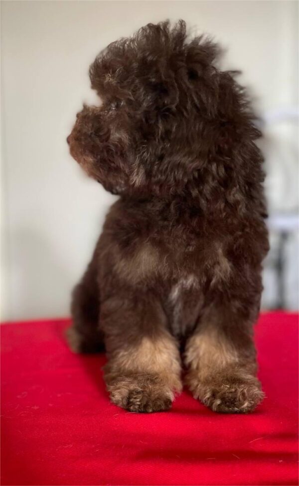 Ignata Toy Poodle Ignata Toy Poodle
