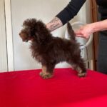 Ignata-female-Toy-Poodle-puppy-for-sale-2