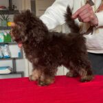 Igrik-male-Toy-Poodle-puppy-for-sale-1