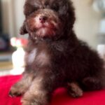 Igrik-male-Toy-Poodle-puppy-for-sale-2