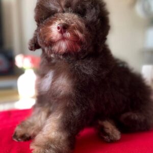 Igrik Toy Poodle Igrik Toy Poodle