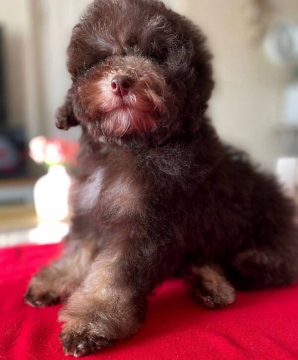 Igrik Toy Poodle Igrik Toy Poodle