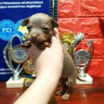 Imanna-female-Russian-Toy-puppy-for-sale-1
