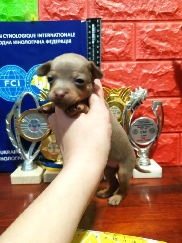 Imanna Russian Toy Terrier Imanna Russian Toy Terrier