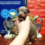 Imanna-female-Russian-Toy-puppy-for-sale-2