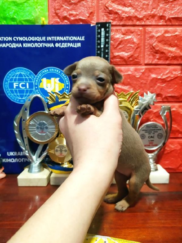 Imanna Russian Toy Terrier Imanna Russian Toy Terrier