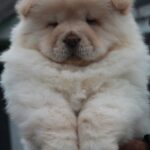 Jardon-male-chow-chow-puppy-for-sale-1 (1)