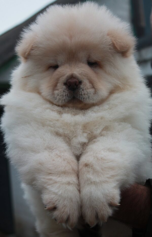 Jardon Chow-Chow Jardon Chow-Chow