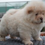 Jardon-male-chow-chow-puppy-for-sale-1 (2)