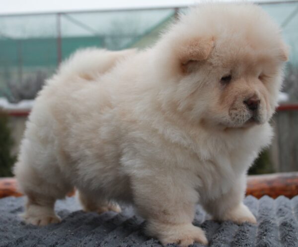 Jardon Chow-Chow Jardon Chow-Chow