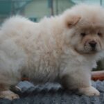 Jardon-male-chow-chow-puppy-for-sale-1 (3)