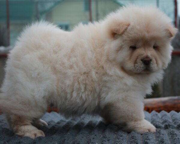 Jardon Chow-Chow Jardon Chow-Chow