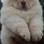 Jardon-male-chow-chow-puppy-for-sale-1 (4)