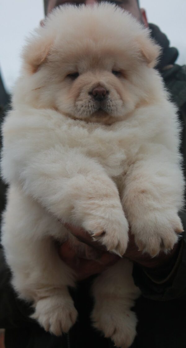 Jardon Chow-Chow Jardon Chow-Chow