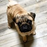 Jethro-male-Pug-puppy-for-sale-1