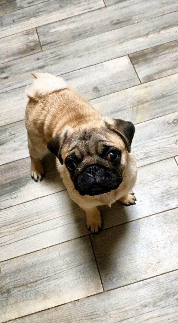 Jethro Pug Jethro Pug