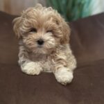 Julia-female-maltipoo-puppy-for-sale-1 (1)