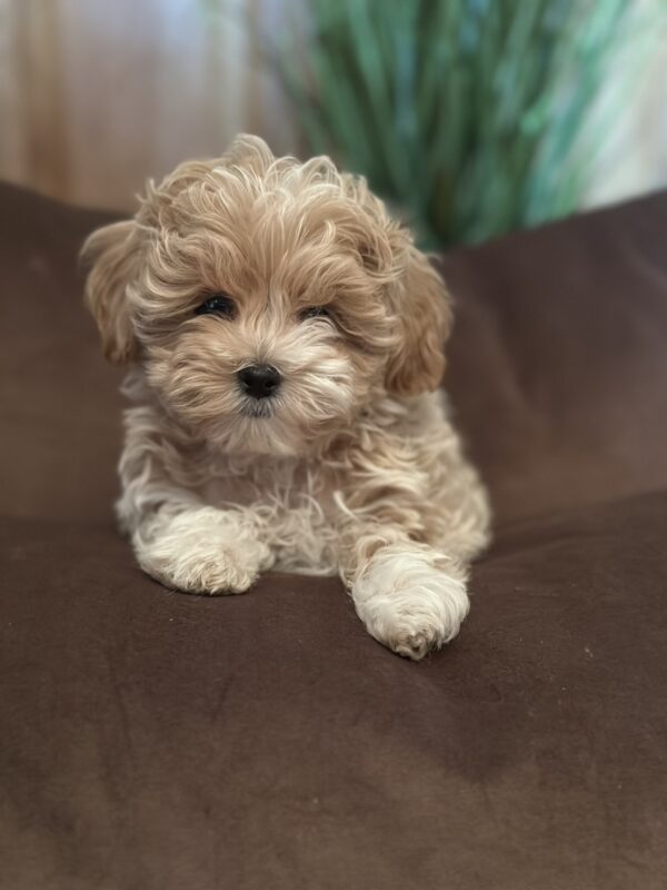 Julia Maltipoo Julia Maltipoo