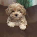Julia-female-maltipoo-puppy-for-sale-1 (2)
