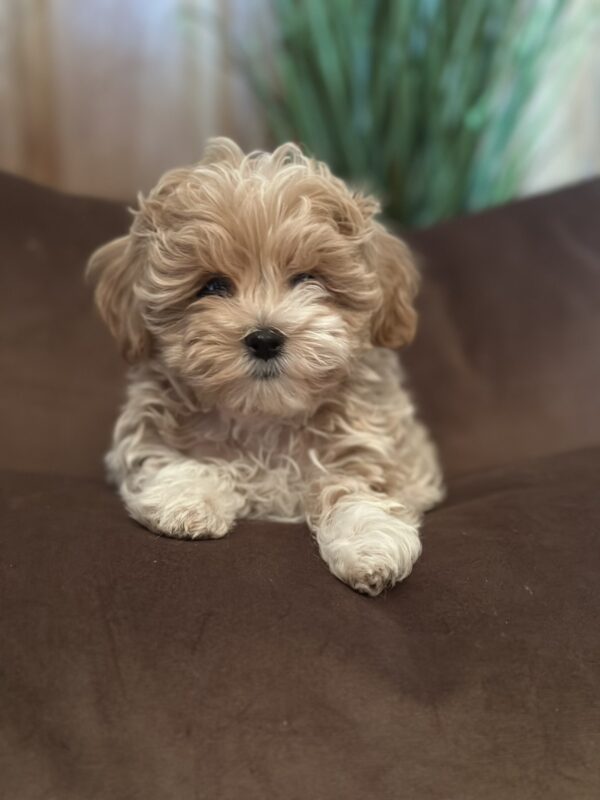 Julia Maltipoo Julia Maltipoo