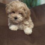 Julia-female-maltipoo-puppy-for-sale-1 (3)