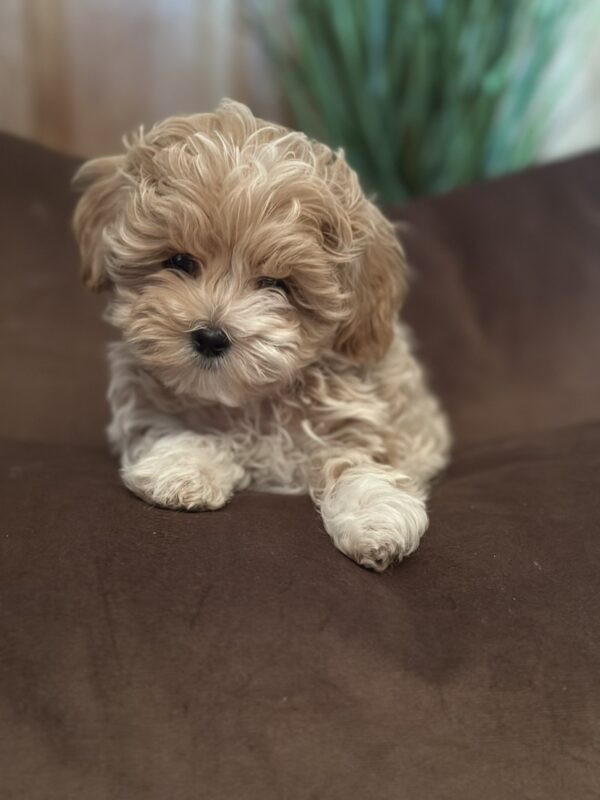 Julia Maltipoo Julia Maltipoo