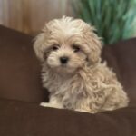 Julien-male-maltipoo-puppy-for-sale-1 (1)