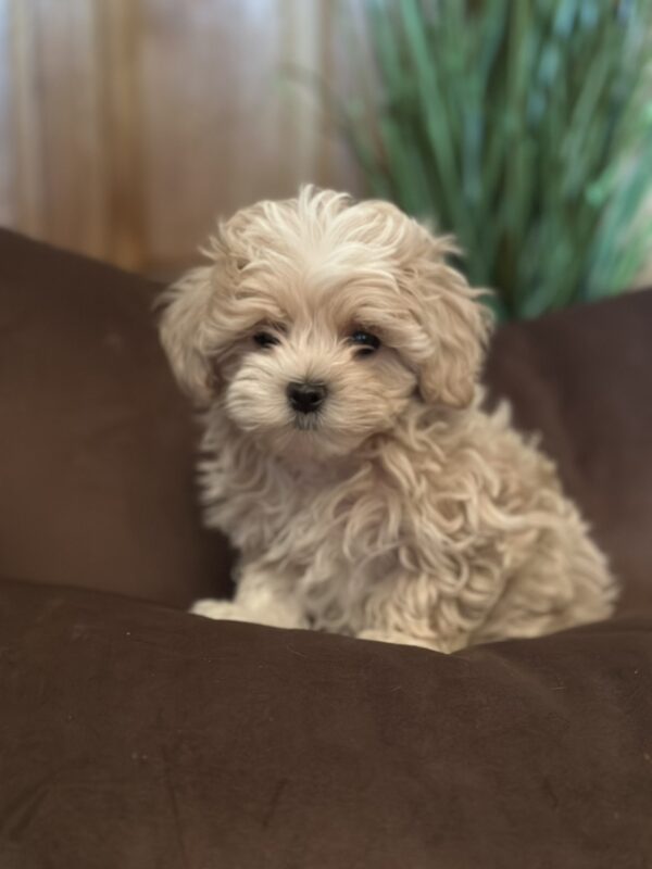Julien Maltipoo Julien Maltipoo