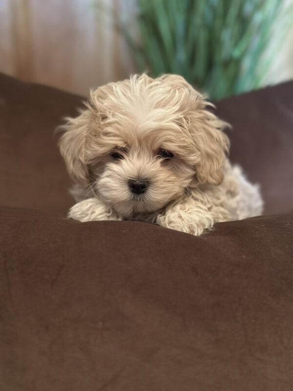 Julien Maltipoo Julien Maltipoo