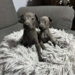 Just boys-italian-grayhound-puppy-for-sale-