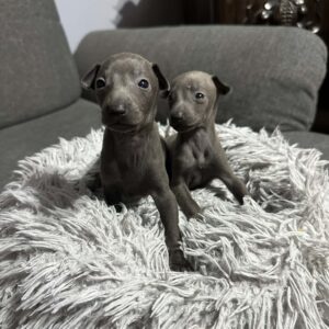 Just Boys Italian Greyhound Just Boys Italian Greyhound