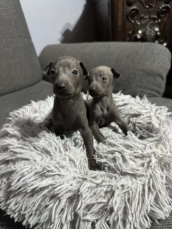 Just Boys Italian Greyhound Just Boys Italian Greyhound