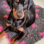Karissa-female-dobermann-puppy-for-sale-1