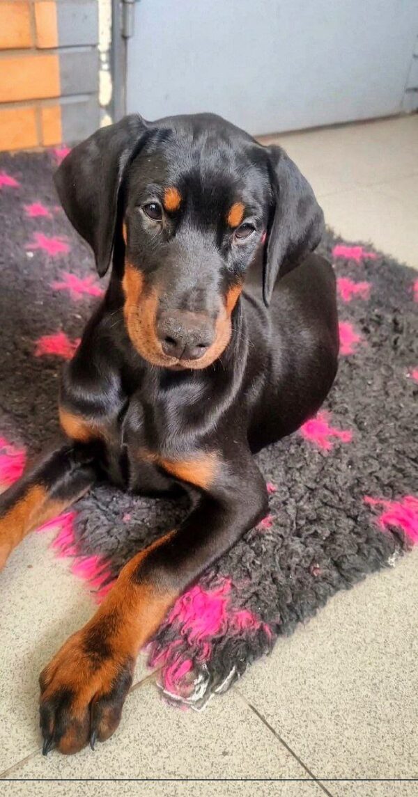 Karissa Dobermann Karissa Dobermann