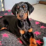 Karissa-female-dobermann-puppy-for-sale-2