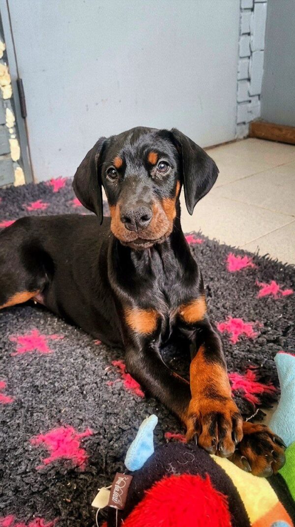 Karissa Dobermann Karissa Dobermann