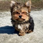Kaydo-male-Yorkshire-Terrier-puppy-for-sale-1