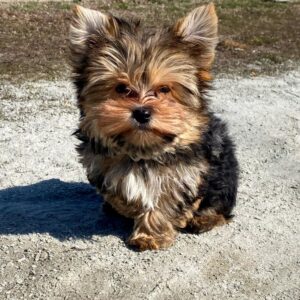 Kaydo Yorkshire Terrier Kaydo Yorkshire Terrier
