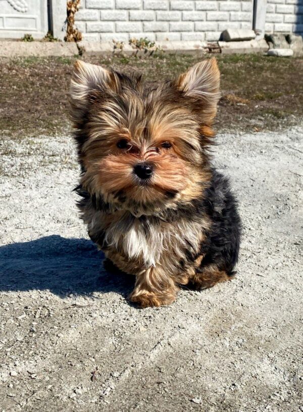 Kaydo Yorkshire Terrier Kaydo Yorkshire Terrier