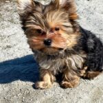 Kaydo-male-Yorkshire-Terrier-puppy-for-sale-2