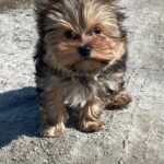 Kaydo-male-Yorkshire-Terrier-puppy-for-sale-3