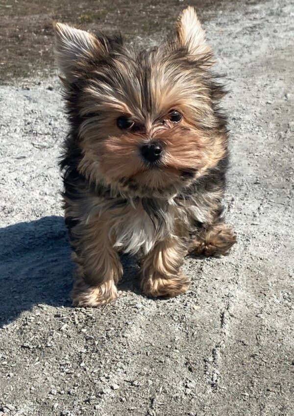 Kaydo Yorkshire Terrier Kaydo Yorkshire Terrier