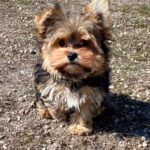 Kaydo-male-Yorkshire-Terrier-puppy-for-sale-4