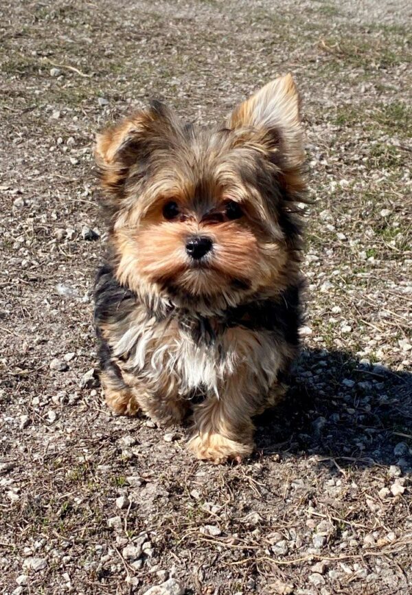 Kaydo Yorkshire Terrier Kaydo Yorkshire Terrier