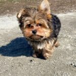Kaydo-male-Yorkshire-Terrier-puppy-for-sale-5