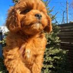 Kebbі-male-cavapoo-puppy-for-sale-1 (1)