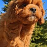 Kebbі-male-cavapoo-puppy-for-sale-1 (2)