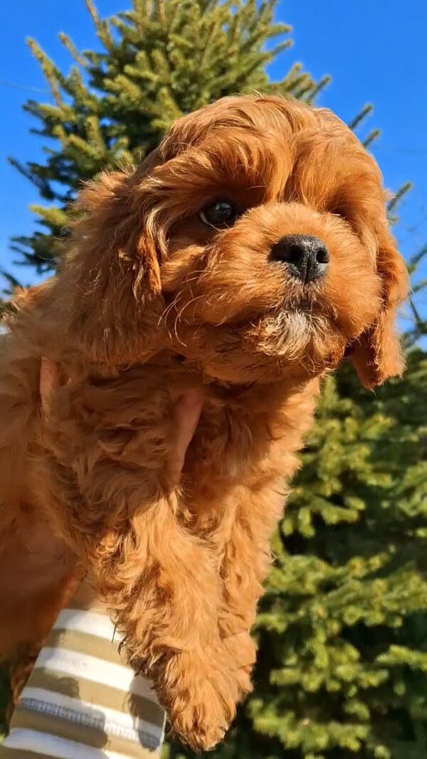 Kebbі Cavapoo Kebbі Cavapoo