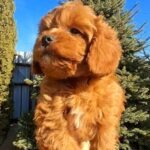 Kebbі-male-cavapoo-puppy-for-sale-1 (3)
